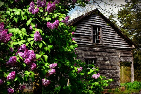 Lilacs near the Norwegian House at Old World Wisconsin in Eagle, Wisconsin