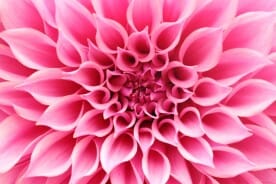 dahlia flower with pink petals