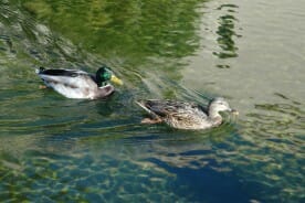 male and female mallard ducks