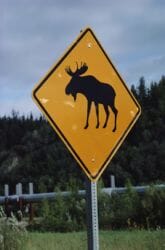 Moose Crossing Sign in Alaska