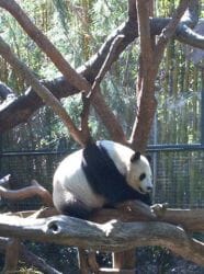 Panda at San Diego Zoo