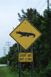 Alligator crossing