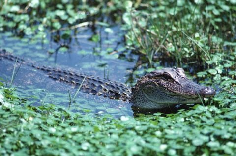 Alligator in Florida